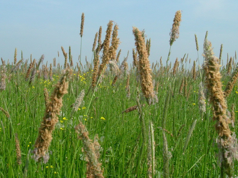 Erba di campo